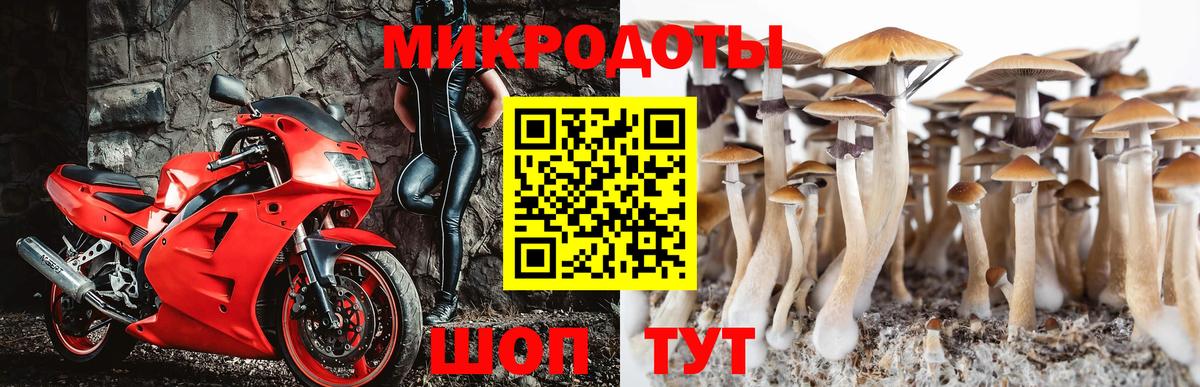 Галлюциногенные грибы Psilocybine cubensis Азов